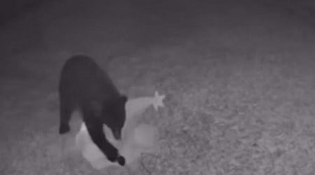 Bear steals inflatable Grinch from Florida home