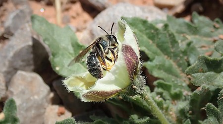 New, blue bee discovered by researchers in Texas and Oklahoma