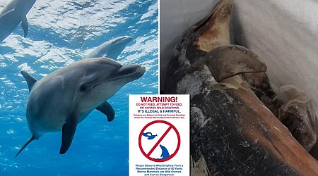 Fentanyl found inside dolphins in Gulf of Mexico