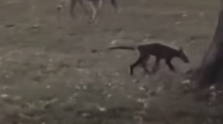 Unidentified creature captured on camera in Ritter Park, West Virginia