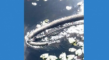 WATCH: Alligator drags catch through water