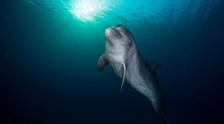 Wild Dolphins Test Positive for Fentanyl, Suggesting Drugs Are Flooding the Ocean