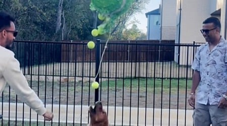 WATCH: Dog surprised with piñata full of tennis balls for birthday