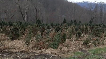 Big Christmas tree shortage after Hurricane Helene...