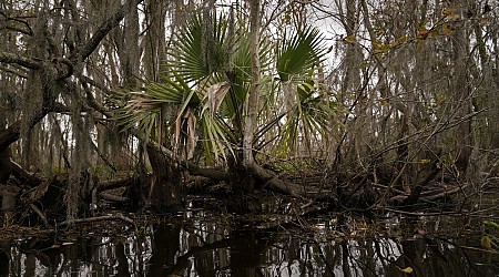 To save a dying swamp, Louisiana aims to restore the Mississippi River's natural flow