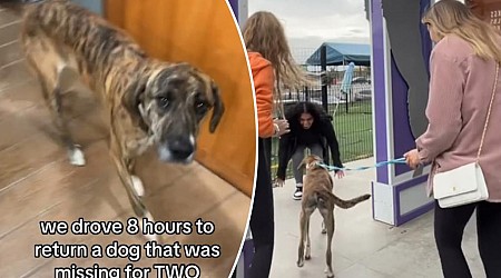 Shelter staff rescue stray dog found 1,200 miles and four states away from home