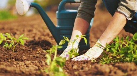 Gardening and Landscape Offered at Eastern Arizona College Payson Campus