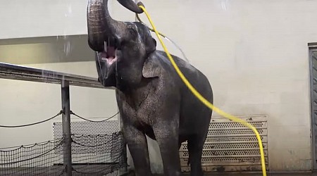 Impossibly Adorable Footage Shows an Elephant Turning a Hose Into a DIY Shower