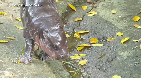 WATCH: Thailand zoo releases official Moo Deng song