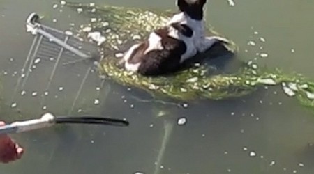 WATCH: Dog rescued after being found clinging to submerged shopping cart floating in canal