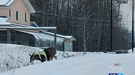 A Canadian Deer Is Mysteriously Wandering Around in a Bright Yellow High-Vis Safety Jacket