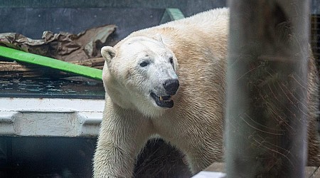 Man severely injured in polar bear attack while defending wife in Ontario