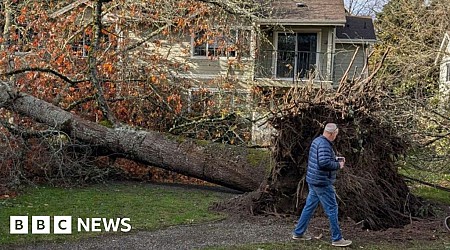 Fallen trees cause widespread damage after bomb cyclone