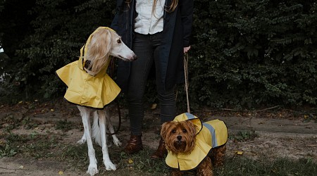 Soy veterinaria y esto es todo lo que debes saber antes de ponerle ropa a tu perro