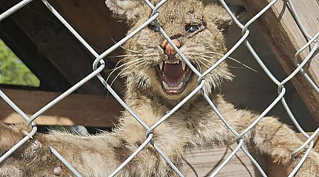 Odd-Looking Feline Found in Florida Chicken Coop Prompts Call to Wildlife Rescue