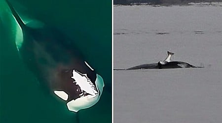 Trendsetting orcas bringing ‘80s fashion back to the Puget Sound: salmon hats