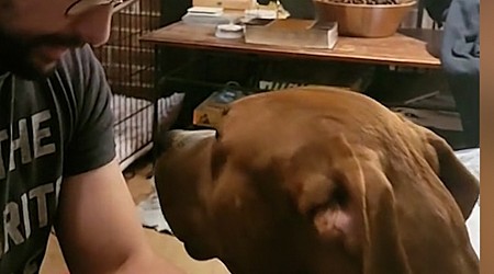 WATCH: Foster dog gets emotional pep talk about visiting shelter to meet family's new foster