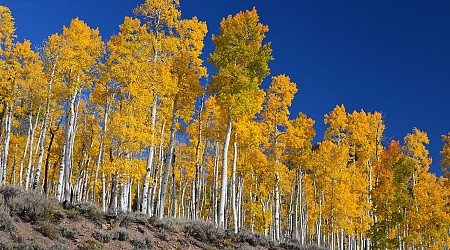 Pando, Earth’s Largest Living Organism, Could be 80,000 Years Old