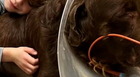 WATCH: 8-year-old Michigan boy opens 7th lemonade stand for shelter dogs