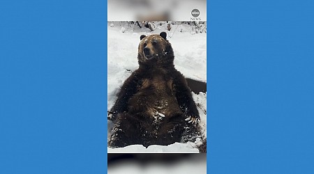 WATCH: Bear enjoys snow day at Colorado zoo