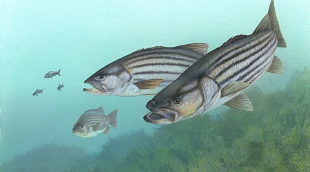 For 2nd year, Chesapeake Bay's striped bass population is down: Regulators will decide if more rules are needed