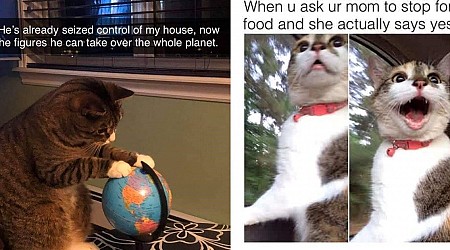 Hilarious Cat Memes For A Purrfectly Comedic Start To The Week