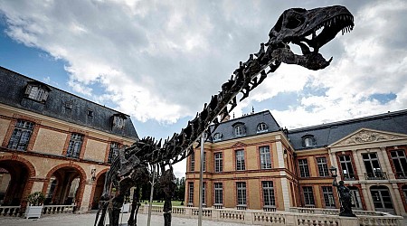 20 Meter langes Dino-Skelett versteigert: Neuer Besitzer für "Vulcain"