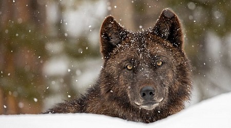 Are Wolves Worth the Cost? The American West’s New Wildlife Dilemma.