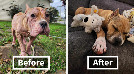 Meet Goulash, Who Went From A Hairless Suffering Stray Dog To The Happiest Boy