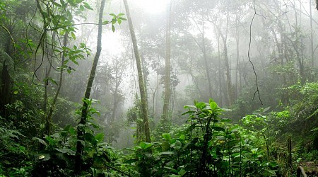 Un estudio a partir de imágenes de satélites nos ha indicado las áreas donde la selva podría recuperarse. Sin ayuda humana