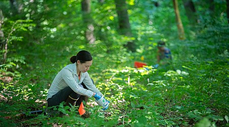 Searching for tiny dung beetles that clean the vast forest floor