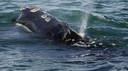 First right whales of season gorge on critical food off Massachusetts, giving hope for a strong year