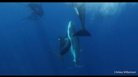 An Orca Pod Off Mexico Has Learned to Kill Enormous Whale Sharks