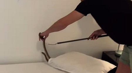 Deadly snake found hiding under resident's pillow