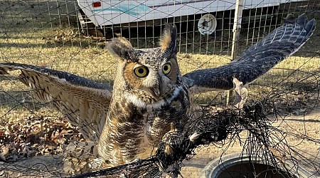 Large owl rescued from netting in Virginia