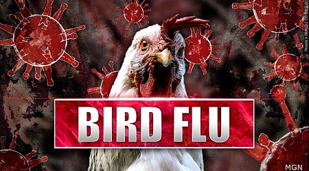 Bird Flu causing uptick in deaths among wild birds statewide, LDWF says