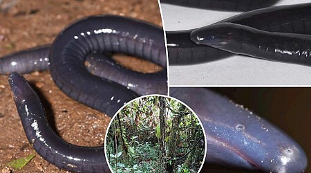 'Very unusual’ worm-like creature discovered in rainforest