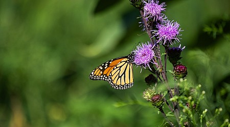 After a decade, a big step toward monarch butterfly protection