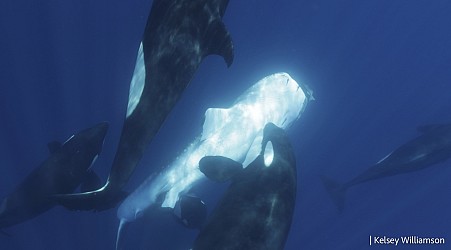 Orcas are hunting whale sharks. Is there anything they can't take down?