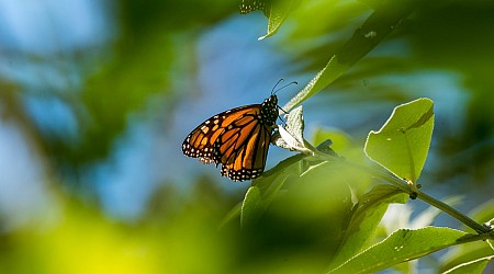 Ag Commissioner Sid Miller blasts plan to protect monarch butterflies as ‘radical’