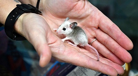 New homes for hundreds of N.H. mice and rats. Must love rodents, have toys, and lots of treats.