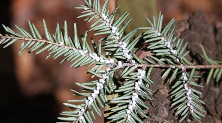 Why winter is the best time to check trees for this invasive pest