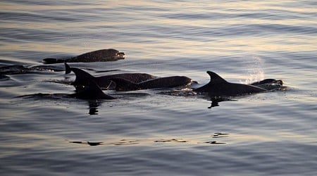 Fentanyl found inside dolphins in Gulf of Mexico