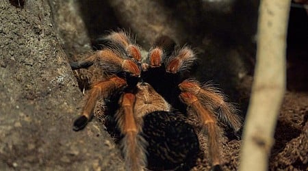 Los científicos se asombran ante la nueva especie de araña gigantesca descubierta en la isla 'más española'