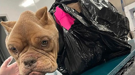 Police search for whoever discarded a bulldog inside a trash bag in Iowa