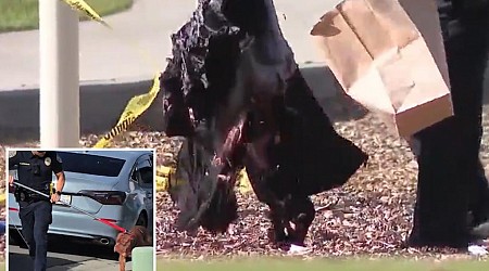 California man mauled to death by his own 3 dogs in front of horrified onlookers at playground