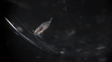 Clay dust method turns CO₂ into food that zooplankton expel into the deep sea