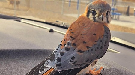 'Injured' falcon gets loose inside officer's patrol car in Arizona