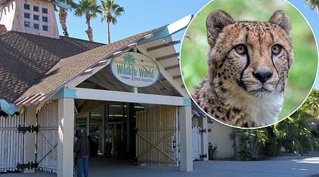 Cheetah, mountain lion among bird flu deaths at Arizona zoo