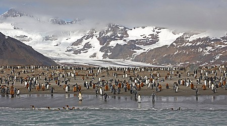 Can Antarctic Wildlife Survive Another Deadly Bird Flu Season?